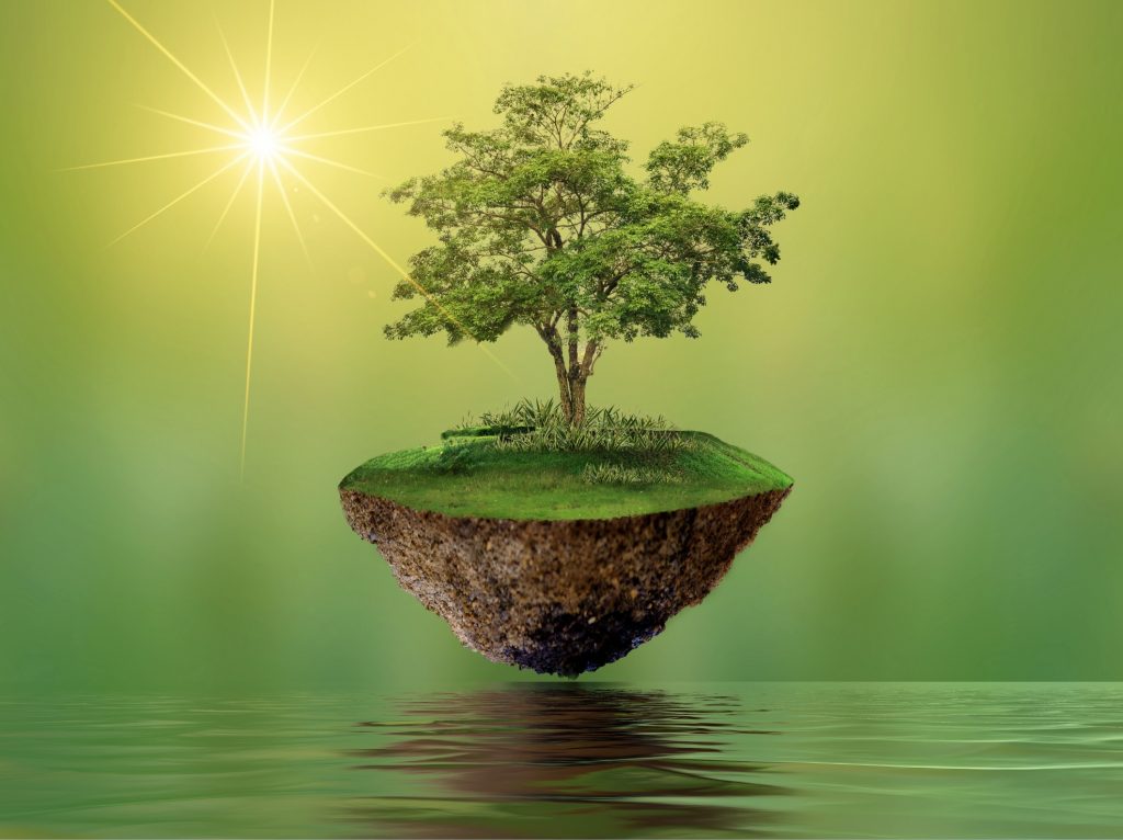arbre nature eau